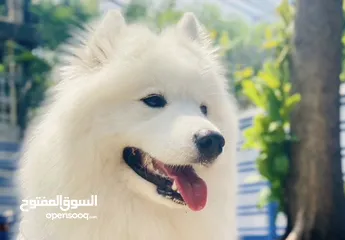  2 كلب سامويد  - Samoyed dog