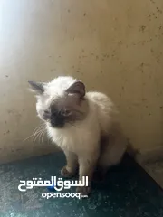  5 قط هملاي نضيف