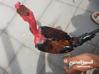  1 ديك ضرابه فيتنامي نادر ادخل الوصف