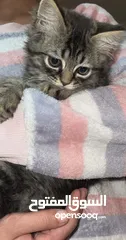  3 قطه شيرازي انثى عمرها شهرين لعوبه ومتعوده عاللتر بوكس