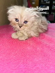  1 قط شيرازي سكني