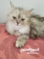  1 قطط شيرازية ذكر وأنثى
