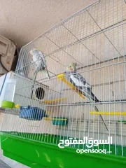  16 ببغاء كوكتيل ذكر وانثى مع قفص