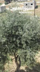  23 مزرعة مع بيت لقطة للبيع