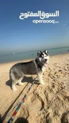  4 Husky Male - 6 MONTHS OLD