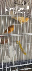  4 مجموعة طيور للبيع