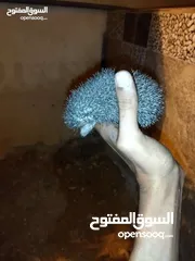  3 قنافذ للبيع عدد 2