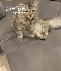  2 Persian scottish female cat