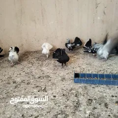  3 حمام للبيع