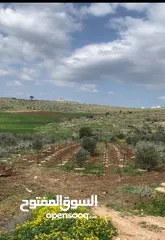  2 ارض دونمين و80 متر