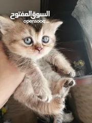  2 انثى برتش جولدن ستريت مميز جدا