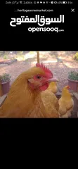  8 مطلوب دجاج من نفس النوع الظاهر بل صورة للتواصل عل خاص _________________________