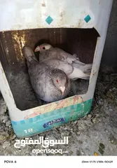  6 جواز للبيع كوم أو قطع