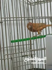  2 كنارات  وجواز حب شغالات  للبيع