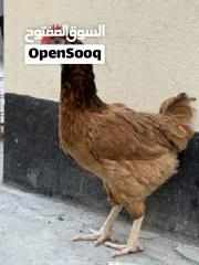  8 دجاج وديوك للبيع
