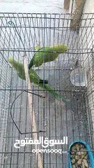  2 Parrot for Sale