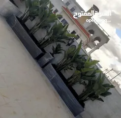  6 قواوير فايبر جلاس بشكل عصري أنيق #قواوير فايبر جلاس  #نباتات زينة ومثمر داخلي وخارجي  #إشراف مهندسين
