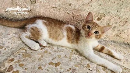  6 قطط للتبني