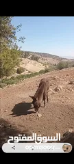  1 كر للبيع عمره سنه تقريبن