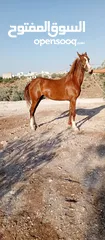  1 مهره بنت إبن غيلان قطعه وافيه