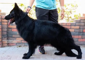  5 Last puppy German shepherd آخر يرو جيرمن شيبرد