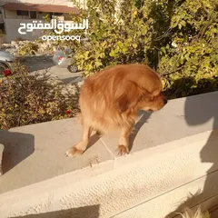  8 كلب للبيع أليف لعوب جدا بحب الناس