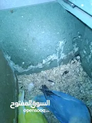  4 بغبغات روز بغبغاء