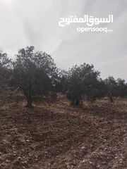  2 قفقفا 13 دنم منطقة مزارع وشاليهات وطبيعة خلابة مسيجة جدار حجر