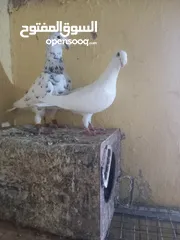  1 جوز معو فراخ  و بيض