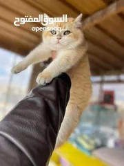  1 للبيع ذكر سكوتش ستريت