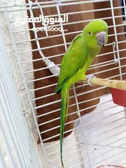  3 ببغاء دره هندي