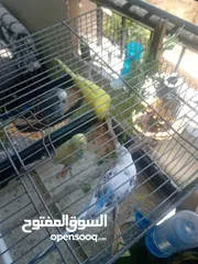  3 طيور الحب للبيع