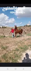 2 فرس عربيه بدويه نخب اول للبيع