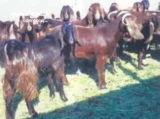  3 إعلان هام: فرصة استثمارية لمنتجي الماعز الحلوب