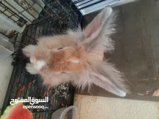  11 ارانب  lion head ذكور نوعهم راس الاسد Rabbits