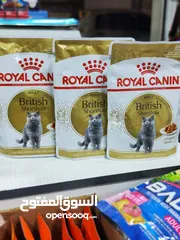  1 ويت فود رويال كانن قطط