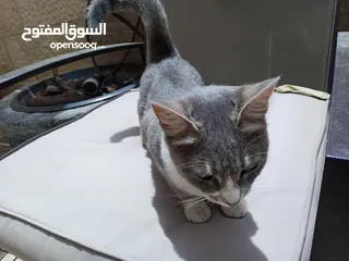  5 قطة انثى شيرازي هملايا للتبني مجانا عمر تسع اشهر مع ملحقاتها غير مؤذية وتحب اللعب و نظيفة