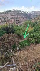  6 حاكورة أرض مزروعة باشجار مثمرة بسعر مغري
