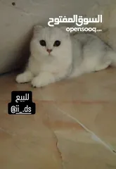  1 قط اسكوتش فولد للبيع