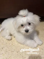  7 فرينش تيرير صغير عمره 4 شهور