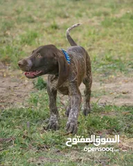  3 German pointer dog for sale