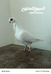  1 جوز بولندي
