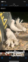  4 زوج طيور زينه نوع هنداوي مكعكل ومكلش