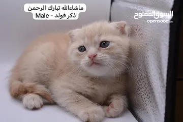  24 سكوتش كيتن فولد وستريت الوان مميزه ليلك ومشمشي وغيرها 15 كيتن