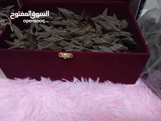  8 عود فيتنامي ولبان حوجري وعلاقات عود ( انظر الوصف )