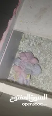  4 ذكرين كوكتيل مع قفص كاسكو جوز حب تحتهم اربع فراخ صحه ونظافه والسعر 70