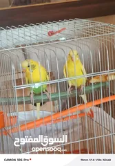  3 طيور حب مع فراخ عدد 2 للبيع بحاله ممتازه
