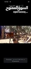  3 فرس مع مهر للبيع