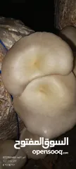  5 فطر محاري بلدي