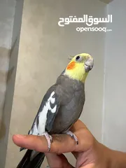  7 ببغاء كوكتيل اليف مدرب عند افضل مدربين ببغاء